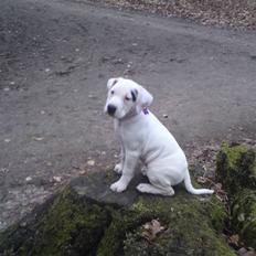 Dogo argentino GabY