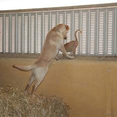 Labrador retriever victor