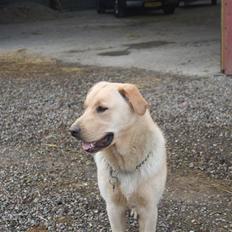Labrador retriever victor