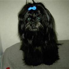 Shih tzu Kaisia