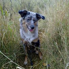 Blanding af racer nevada