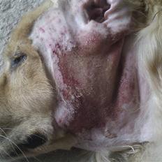 Blanding af racer nevada