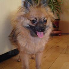 Pomeranian Soffie