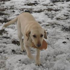 Labrador retriever Bonny