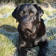 Labrador retriever Tulle