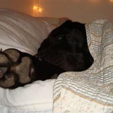 Labrador retriever Tulle
