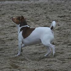 Dansk svensk gaardhund Tigga - *30/12-15*