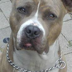 Amerikansk staffordshire terrier Tjaco