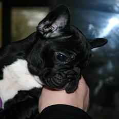 Fransk bulldog Blance Noir`s Yrsa