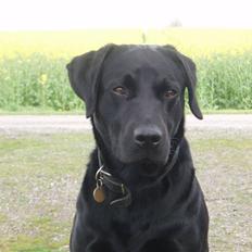 Labrador retriever Engtoftes Thor