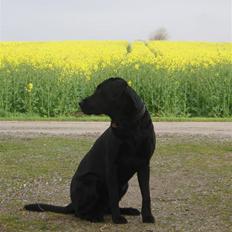 Labrador retriever Engtoftes Thor