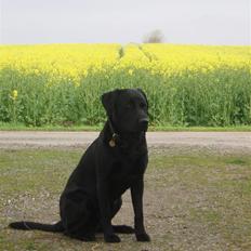 Labrador retriever Engtoftes Thor