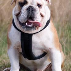 Engelsk bulldog Gunnar Larsen