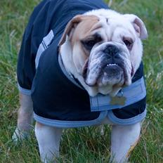 Engelsk bulldog Gunnar Larsen