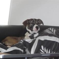 Blanding af racer Chica R.I.P