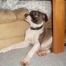 Blanding af racer Chica R.I.P