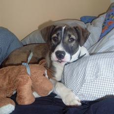 Blanding af racer Chica R.I.P