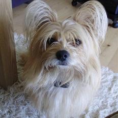 Blanding af racer Fido