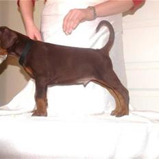 Dobermann Dobergaarden F.  Apollo