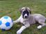 Kangal pasa