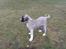 Kangal pasa
