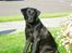 Labrador retriever Bella