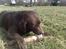 Labrador retriever kenzo<3 R.I.P min prins ;'( - kenne´miin<33