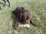 Labrador retriever kenzo<3 R.I.P min prins ;'( - miin kenne! <3 ;D 