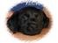 Labrador retriever Joey 