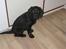 Labrador retriever Joey 