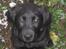 Labrador retriever Joey  - Billede taget d.11/3-2009