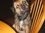 Border terrier Lutra's Belle - Belle undrer sig. :)