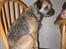 Border terrier Lutra's Belle - Belle <3