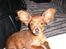 Russisk toy terrier Oliver