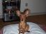 Russisk toy terrier Oliver