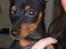 Dvaergpinscher Rødkildes Scirocco - Nu er mine øre endelig ved at rejse sig -jubii.