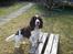 Engelsk springer spaniel Nemo 