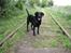 Labrador retriever Sally - elsker diig min skat. <3