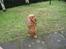 Cocker spaniel Lady