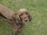 Cocker spaniel Lady