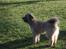 Pyrenæisk hyrdehund Coco