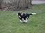 Cavalier king charles spaniel - Bobby - d. 16/3-09 I fuldfart :D
