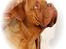 Dogue de bordeaux Násly R.I.P