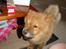 Chow chow Ballou - RIP <3 - Første dag hjemme ved min nye far og mor