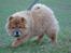 Chow chow Ballou - RIP <3 - En pause på køreturen hjem :)