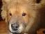 Chow chow Ballou - RIP <3 - Man er vel en lille løve..