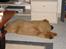 Chow chow Ballou - RIP <3 - Så træt kan man blive-..