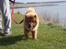 Chow chow Ballou - RIP <3 - Jeg går tur med far