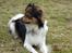 Papillon Blanding ¤¤Mons<3¤¤ -  Lidt model er han vel altid. :)