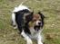 Papillon Blanding ¤¤Mons<3¤¤ - Lidt model er han vel altid. :)